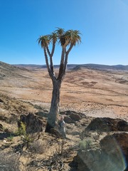 Aloidendron pillansii