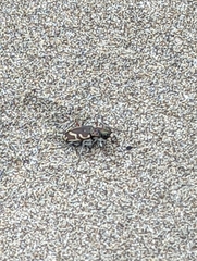 Cicindela bellissima