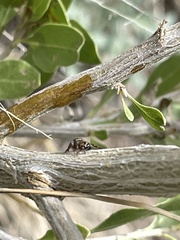 Metaphidippus chera