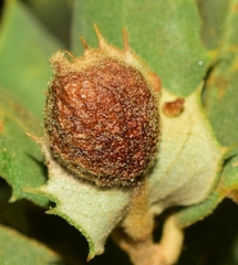 Plagiotrochus australis