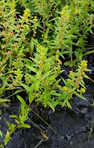 globefruit primrose-willow (Ludwigia sphaerocarpa)