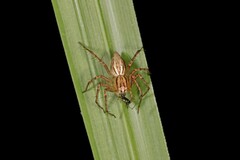 Oxyopes elegans