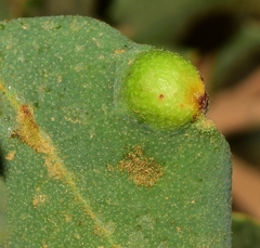 Plagiotrochus australis