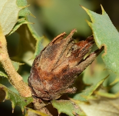 Phyllodiplosis cocciferae