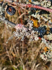 Laetisaria lichenicola