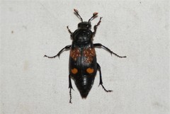 Nicrophorus sayi