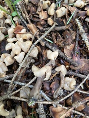 Cudonia circinans