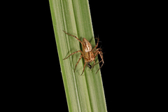 Oxyopes elegans