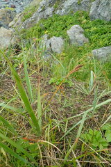 Carex gmelinii
