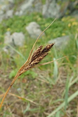 Carex gmelinii