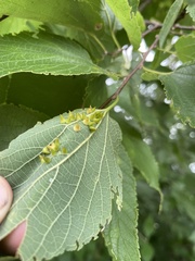 Celticecis spiniformis