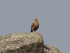 Buteo rufinus
