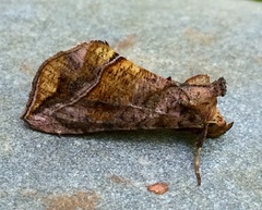 Pseudeva purpurigera