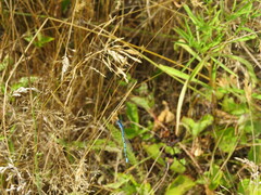 Enallagma doubledayi