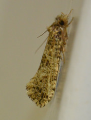 Morophaga choragella