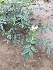 Solanum jamesii