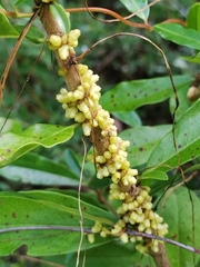 Cuscuta compacta