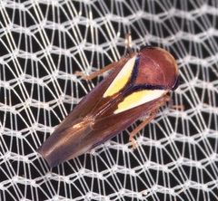 Balcanocerus provancheri