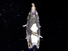 Epinotia trigonella