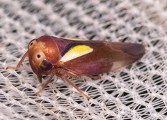 Balcanocerus provancheri