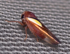 Balcanocerus provancheri