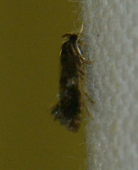 Monopis weaverella