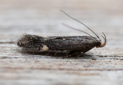 Aproaerema anthyllidella