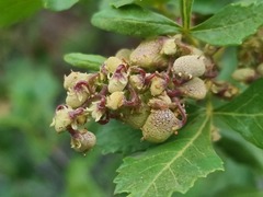 Searsia populifolia