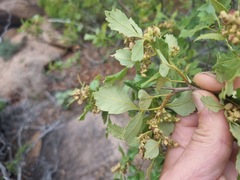Searsia populifolia