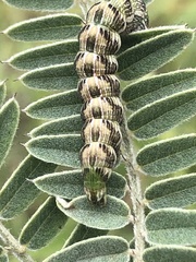 Schinia lucens