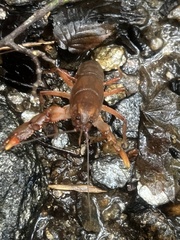 Cambarus dubius