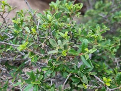 Diospyros ramulosa