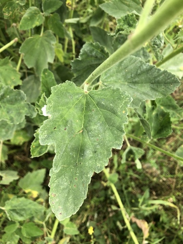 Althaea officinalis