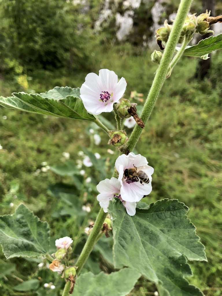 Althaea officinalis, Alba, , Alba, RO