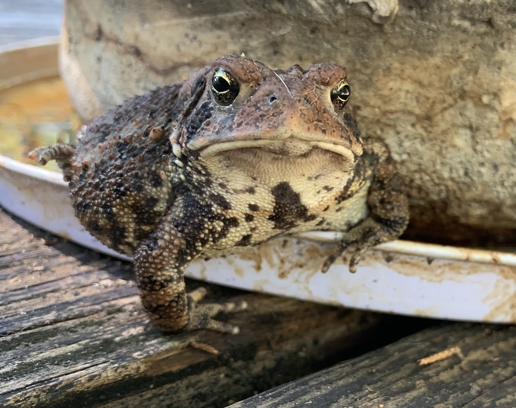 American Toad from Riverview Cir, Hardy, AR, US on August 20, 2022 at ...