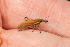 Lixus vilis