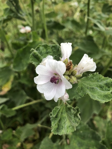 Althaea officinalis