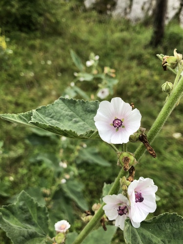 Althaea officinalis