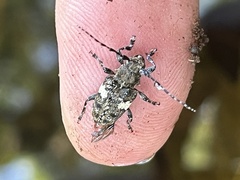 Aegomorphus quadrigibbus