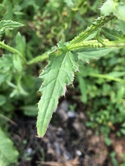 Carduus defloratus
