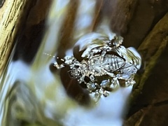 Aegomorphus quadrigibbus