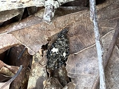 Aegomorphus quadrigibbus