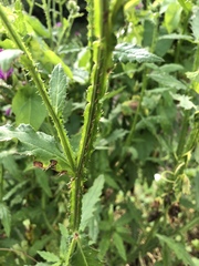 Carduus defloratus