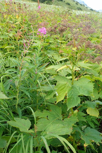 Giant Meadowsweet