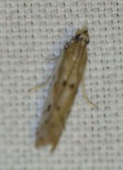 Phycitodes albatella