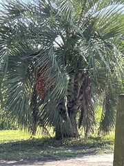Butia odorata