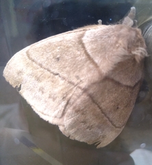 Periphoba tolimaiana