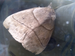 Periphoba tolimaiana