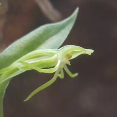Habenaria filifera