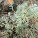 Artemisia borealis - Photo (c) Владимир Бурый, algunos derechos reservados (CC BY-NC), subido por Владимир Бурый